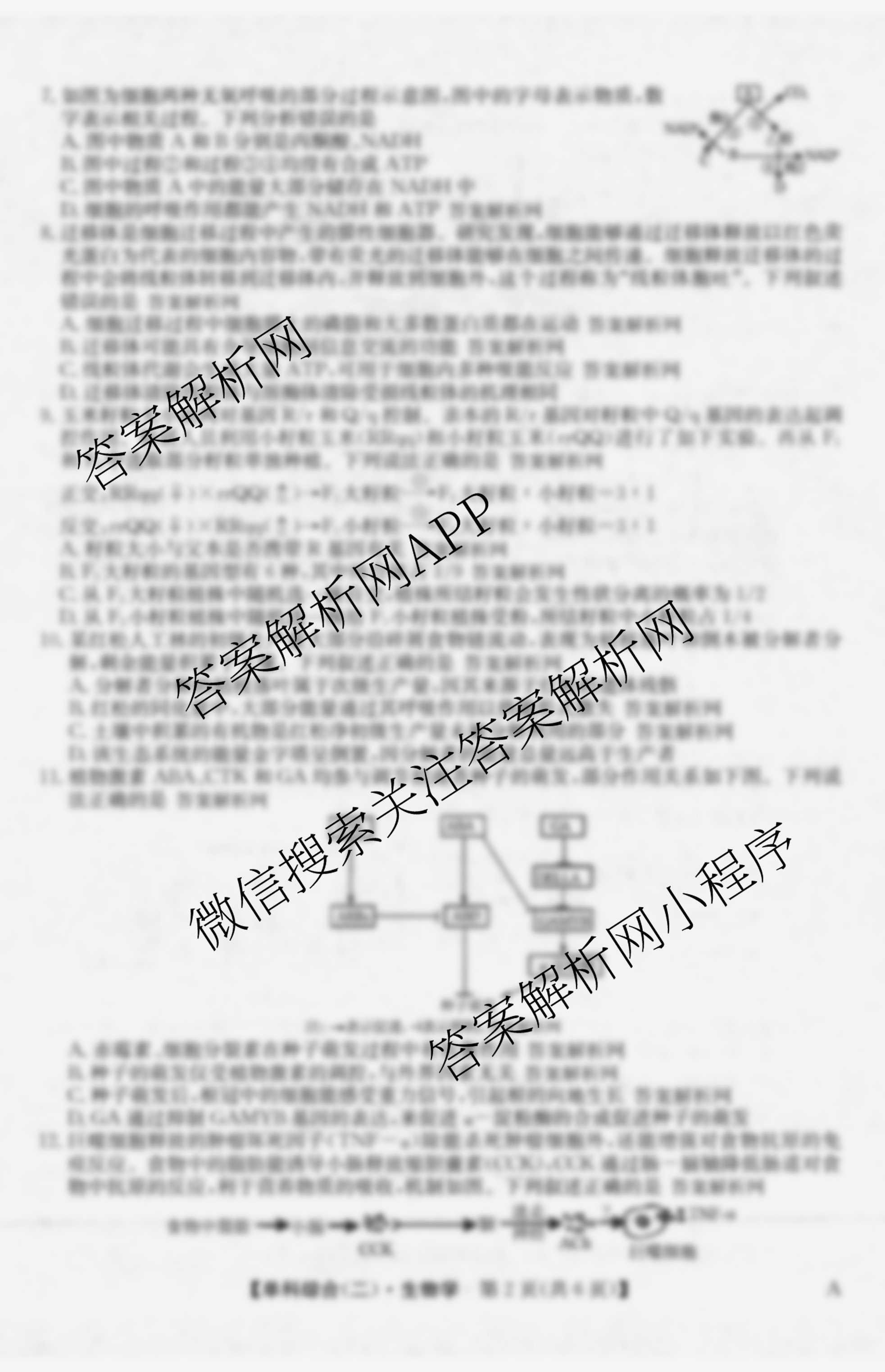 2026年高考单科综合模拟信息卷(二)2试卷及答案汇总（含历史(A) 生物(A) 物理(A)等9份）生物试题