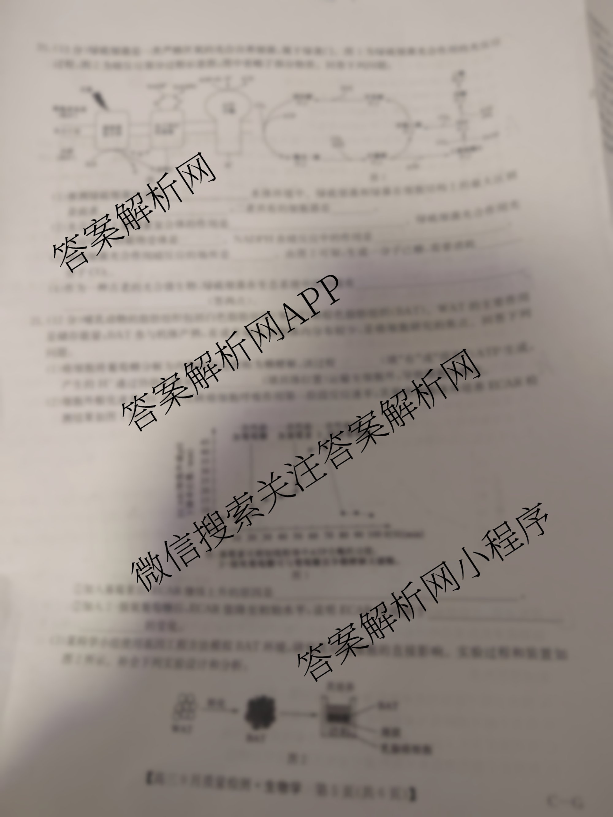 九师联盟2026届高三9月质量检测巩固卷(G)各科答案及试卷（含物理(N-G)、数学(X-G)、历史(H-G)等42份）生物试题