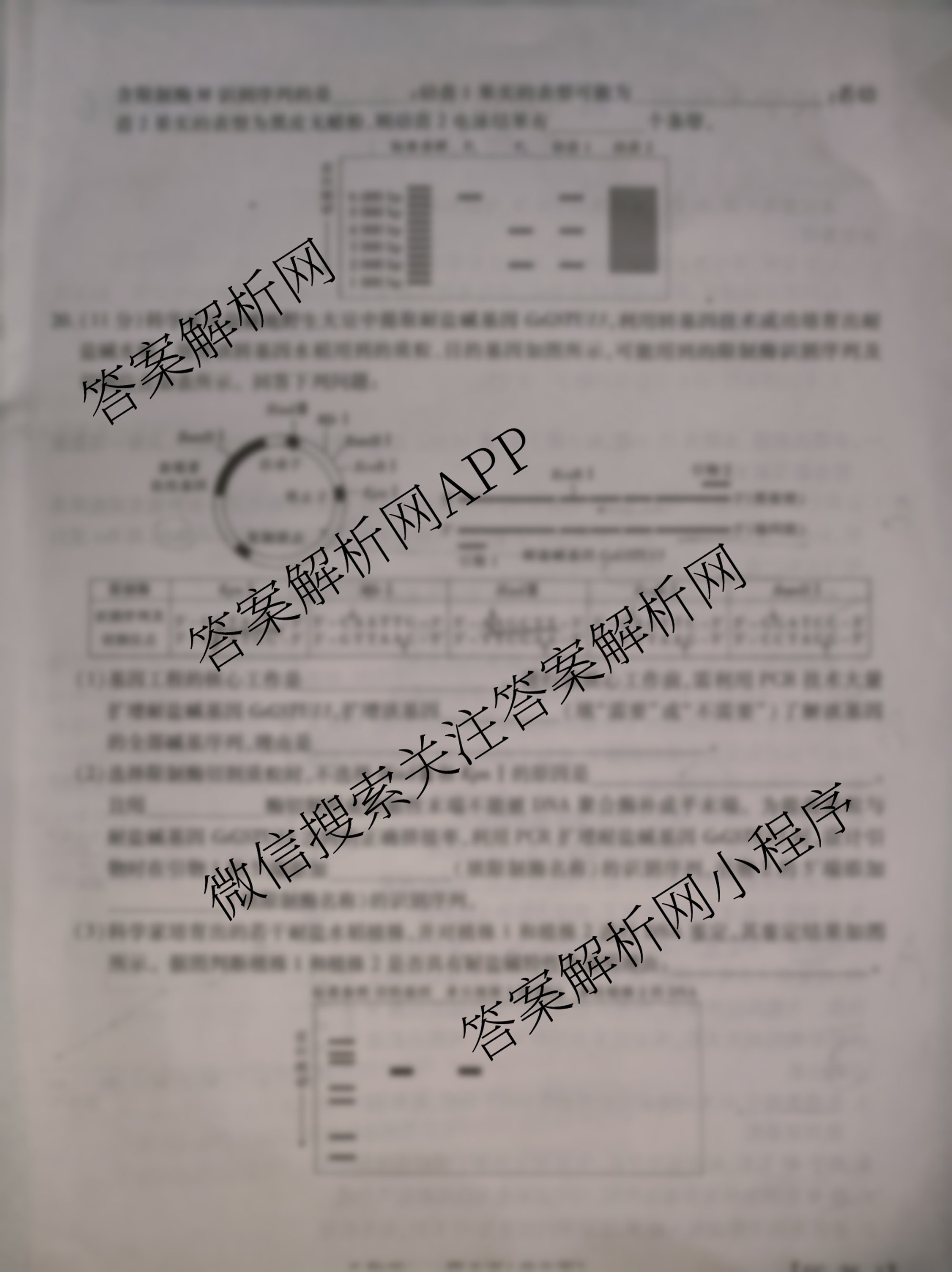 2026届智慧上进名校学术联盟高考模拟信息卷&冲刺卷&预测卷(一)1各科答案及试卷（含化学(GD-26-1) 物理(AH) 生物(II)等）生物试题