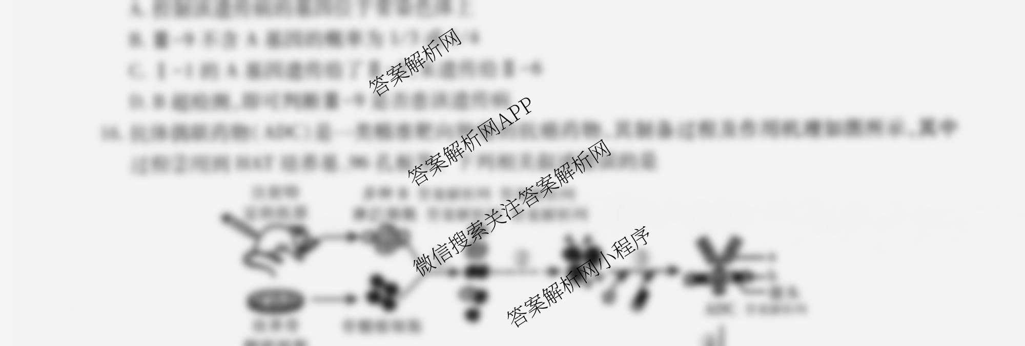 2026届智慧上进名校学术联盟高考模拟信息卷&冲刺卷&预测卷(一)1各科答案及试卷（含化学(GD-26-1) 物理(AH) 生物(II)等）生物试题